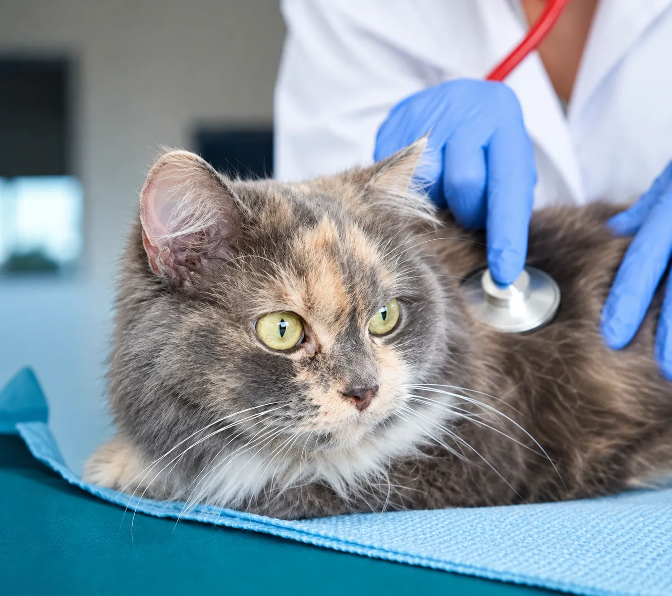 Gato de pelo longo sendo examinado com estetoscópio